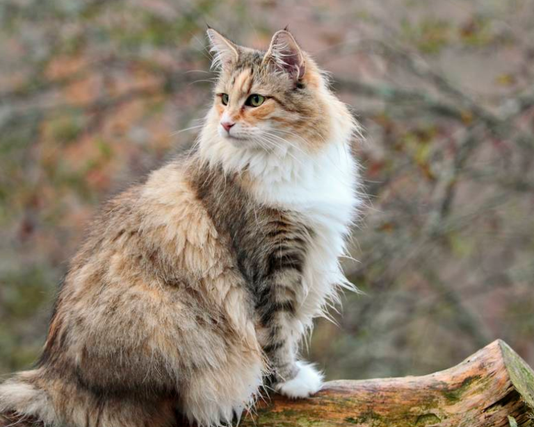 Norwegian Forest Cat