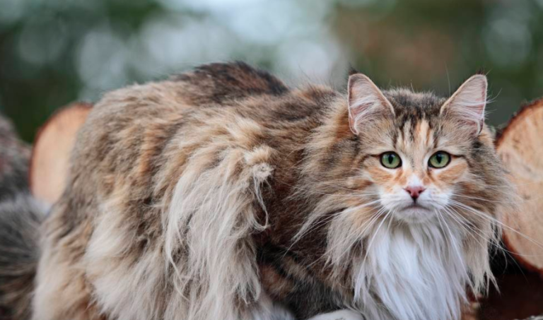 Norwegian Forest Cat
