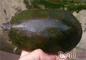 Oaxaca Mud Turtle