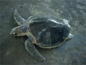 Olive Ridley Sea Turtle
