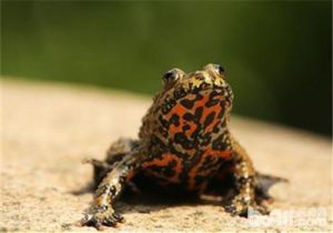 Oriental Fire-bellied Toad