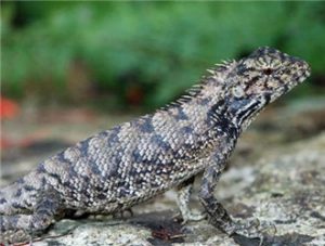 Oriental Garden Lizard (Changeable Lizard)