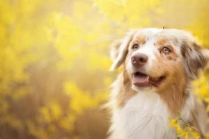 Osteochondrosis and Osteochondritis Dissecans in Dogs and Cats: Symptoms, Treatment, and Prevention