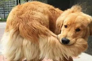 Osteosarcomas in Dogs and Cats