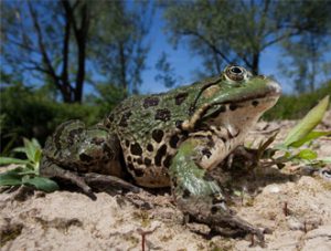 Paddy Frog (Rice Frog)