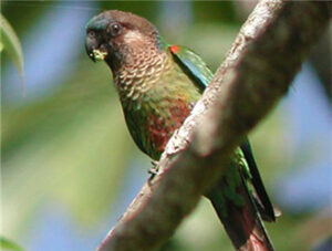 Painted Conure