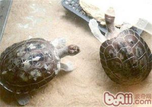 Painted Terrapin