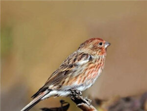 Pallas’s Rosefinch