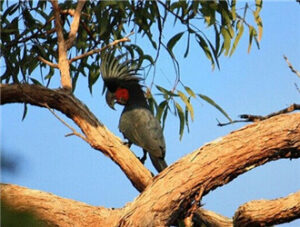 Palm Cockatoo