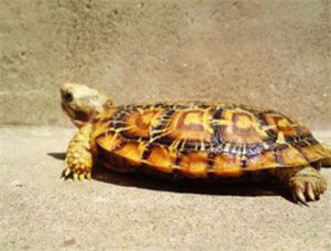Pancake Tortoise