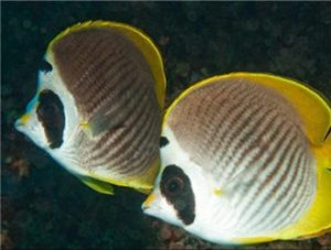 Panda Butterflyfish