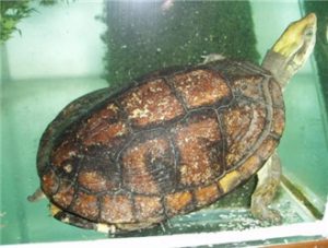Pan’s Box Turtle