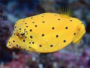 Papaya Fish