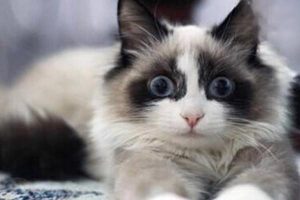 Paraphimosis in Dogs and Cats