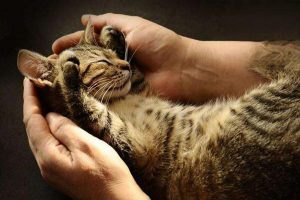 Parasites on a Kitten: What to Do