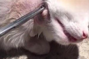 Parasites on Stray Cats: What to Do