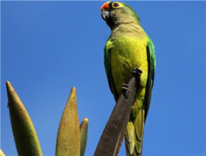 Peach-fronted Conure