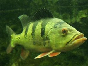 Peacock Bass