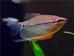 Pearl Gourami