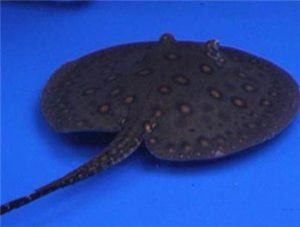 Pearl Stingray