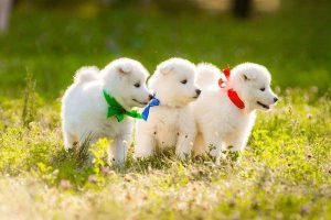 Peptic Ulcer in Dogs and Cats