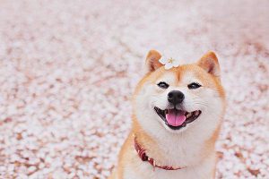 Perineal Hernia in Dogs and Cats: Symptoms, Treatment, and Prevention