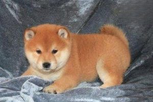 Peritonitis in Dogs and Cats