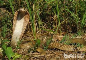 Philippine Cobra