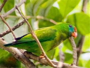 Philippine Hanging Parrot