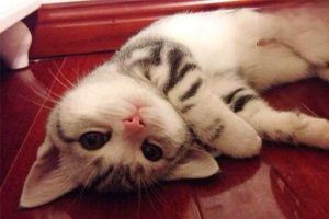 Phosphamidon (Organophosphate Rodenticide) Poisoning in Dogs and Cats