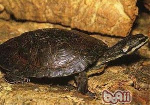 Phrynops williamsi