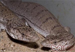 Pigmy Mulga Monitor