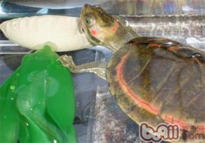 Pink-ringed Tent Turtle