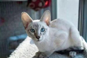Pneumonia in Dogs and Cats: Symptoms, Treatment, and Prevention