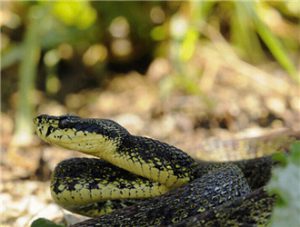 Pointed-scaled Pit Viper