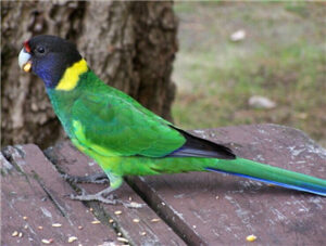 Port Lincoln Parrot