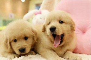 Post-Weaning Nutrition Care for Puppies