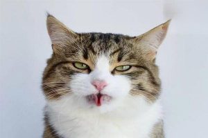 Premature Beats (Extra Systoles) in Dogs and Cats