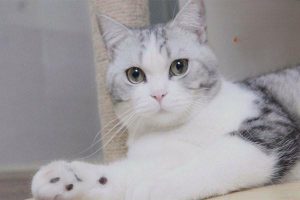 Preputial External Injury in Dogs and Cats