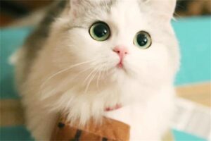 Preventing and Treating Feline Steatitis (Yellow Fat Disease)