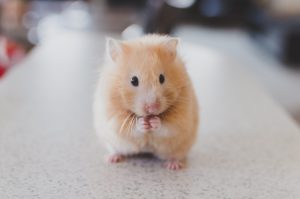 Pudding Hamster