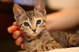 Pulmonary Hemorrhage in Dogs and Cats: Symptoms, Treatment, and Prevention