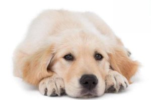 Puppy Tracheitis and Bronchitis: Symptoms and Treatment