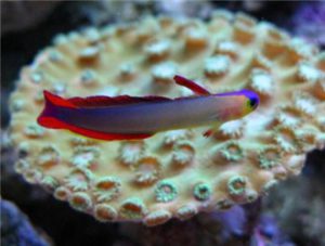 Purple Fire Goby
