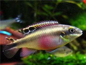 Purple Splendid Cichlid
