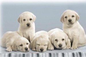 Putrefactive (Saprogenic) Infections in Dogs and Cats