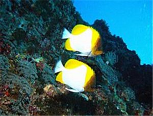 Pyramid Butterflyfish