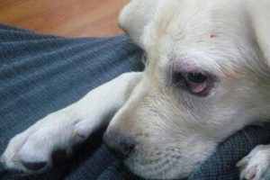 Radial Nerve Paralysis in Dogs and Cats
