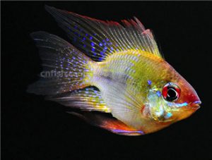 Ram cichlid
