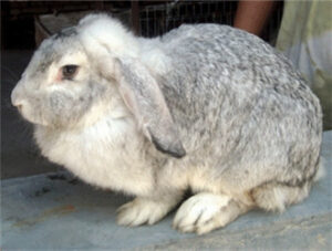 Ram Rabbit